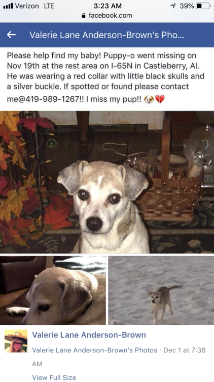 Image of Puppy-0, Lost Dog