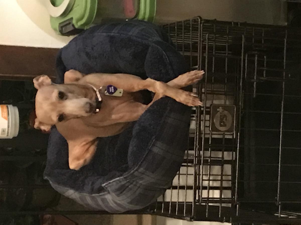 Lost Dog Italian Greyhound in ELYRIA, OH Lost My Doggie