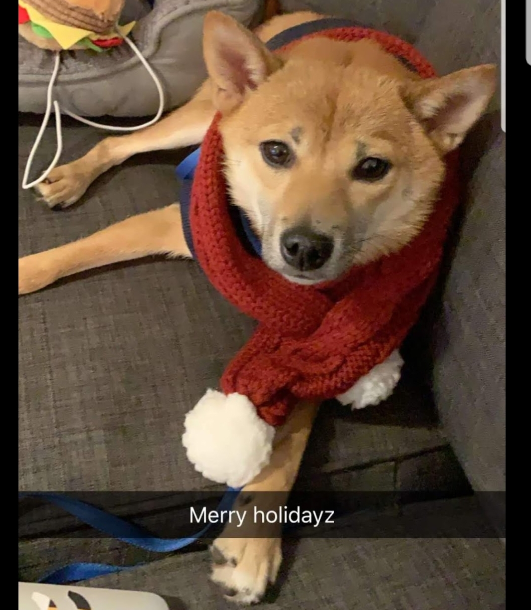 Lost Dog Shiba Inu in HAGERSTOWN, MD - Lost My Doggie