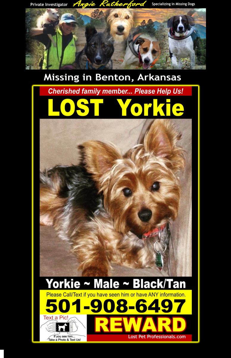 Image of Dale, Lost Dog