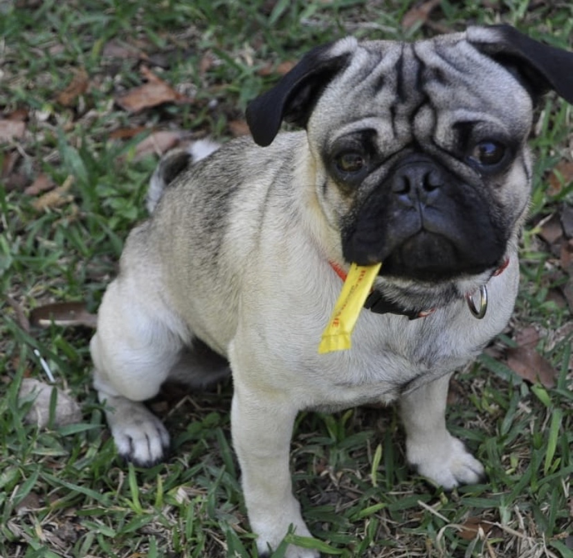 Lost Dog Pug in SAN ANTONIO, TX Lost My Doggie