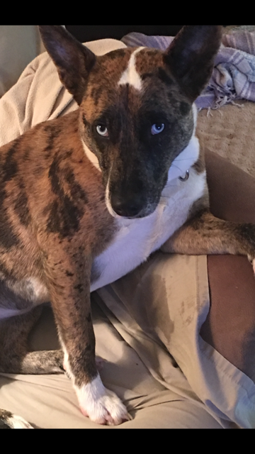 Image of Zoey, Lost Dog