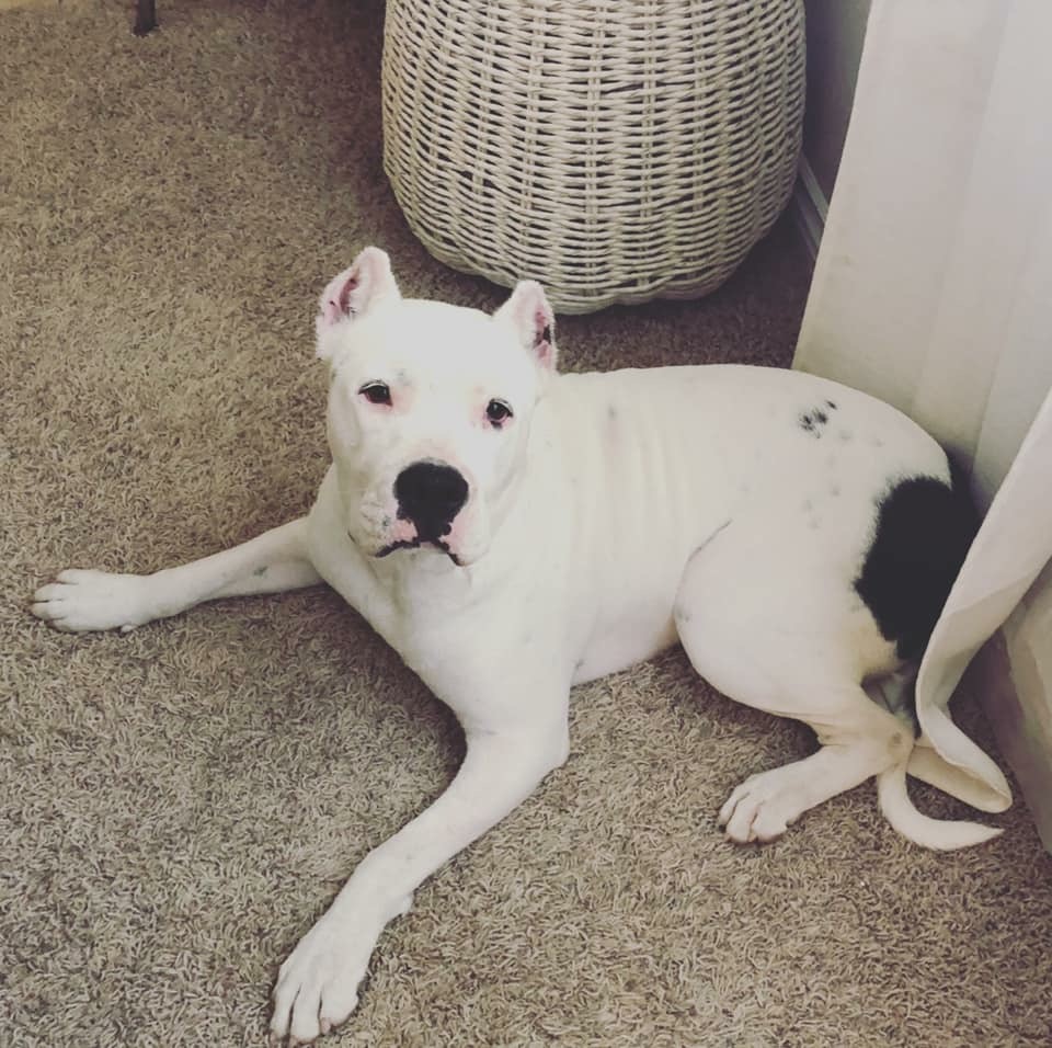 Lost Dog Dogo Argentino in LUCERNE VALLEY, CA Lost My Doggie