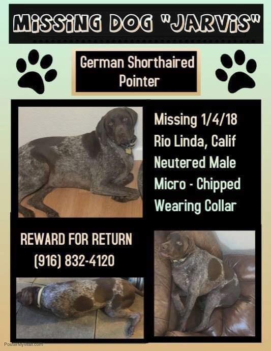 lost german shorthaired pointer