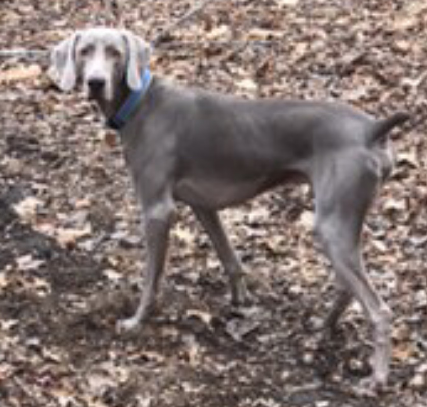 Lost Dog Weimaraner in BOWIE, MD Lost My Doggie