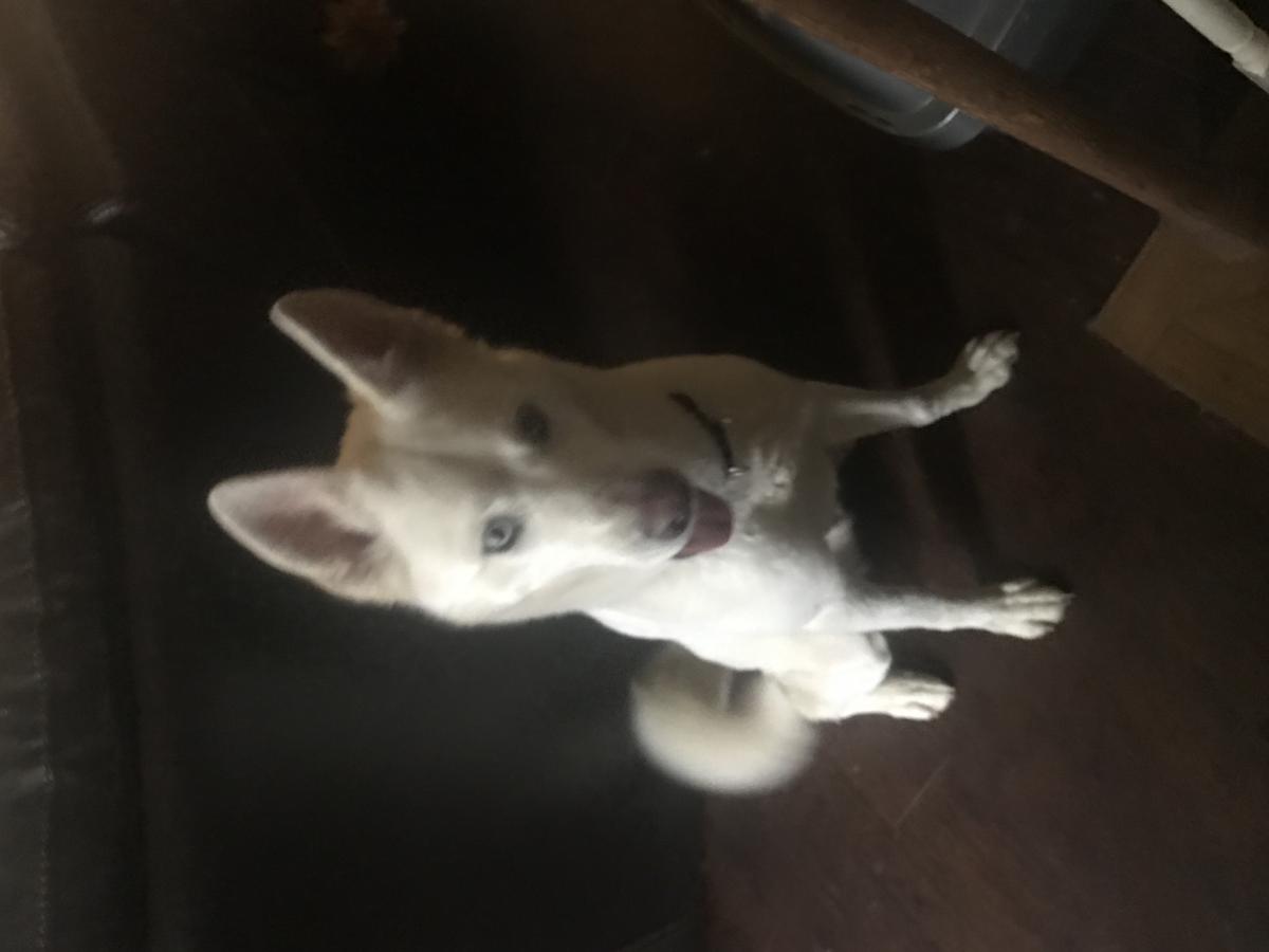 Image of Unknown/ sieb husky, Found Dog