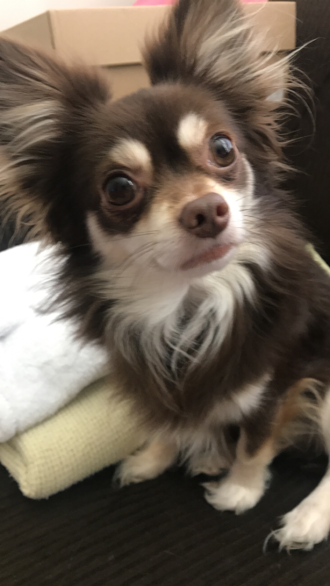 Lost Dog Chihuahua In Charlotte Nc Lost My Doggie