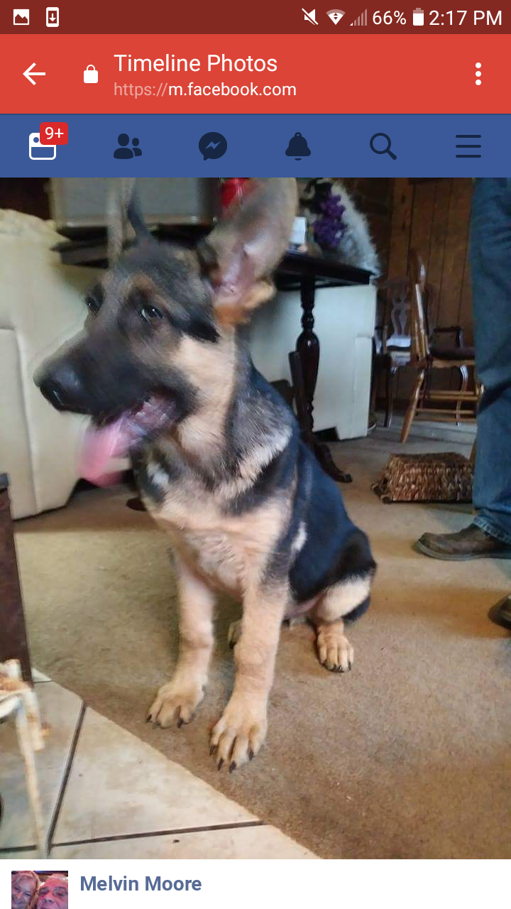 Found Dog Zeus