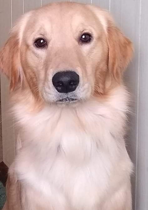 Lost Dog Golden Retriever In Barre Vt Lost My Doggie