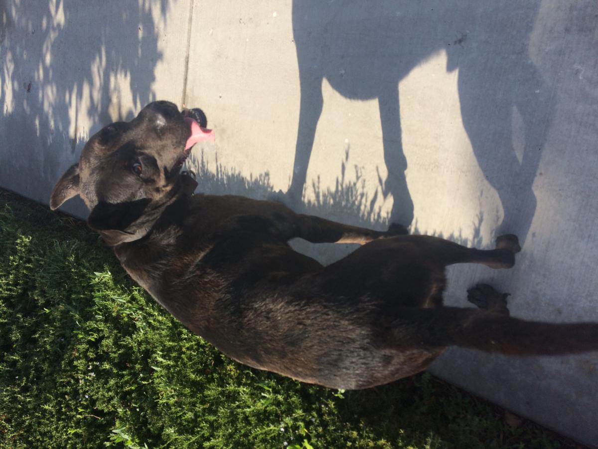 Found Dog Munster