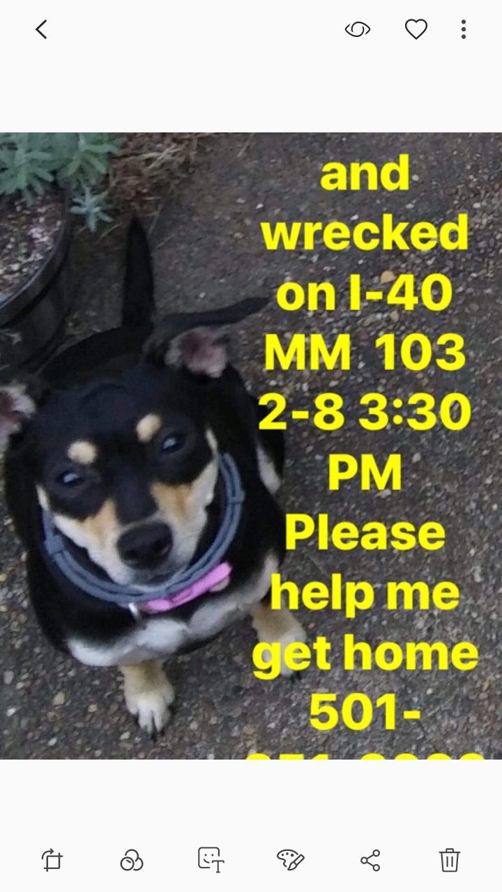 Image of Lil mama's, Lost Dog