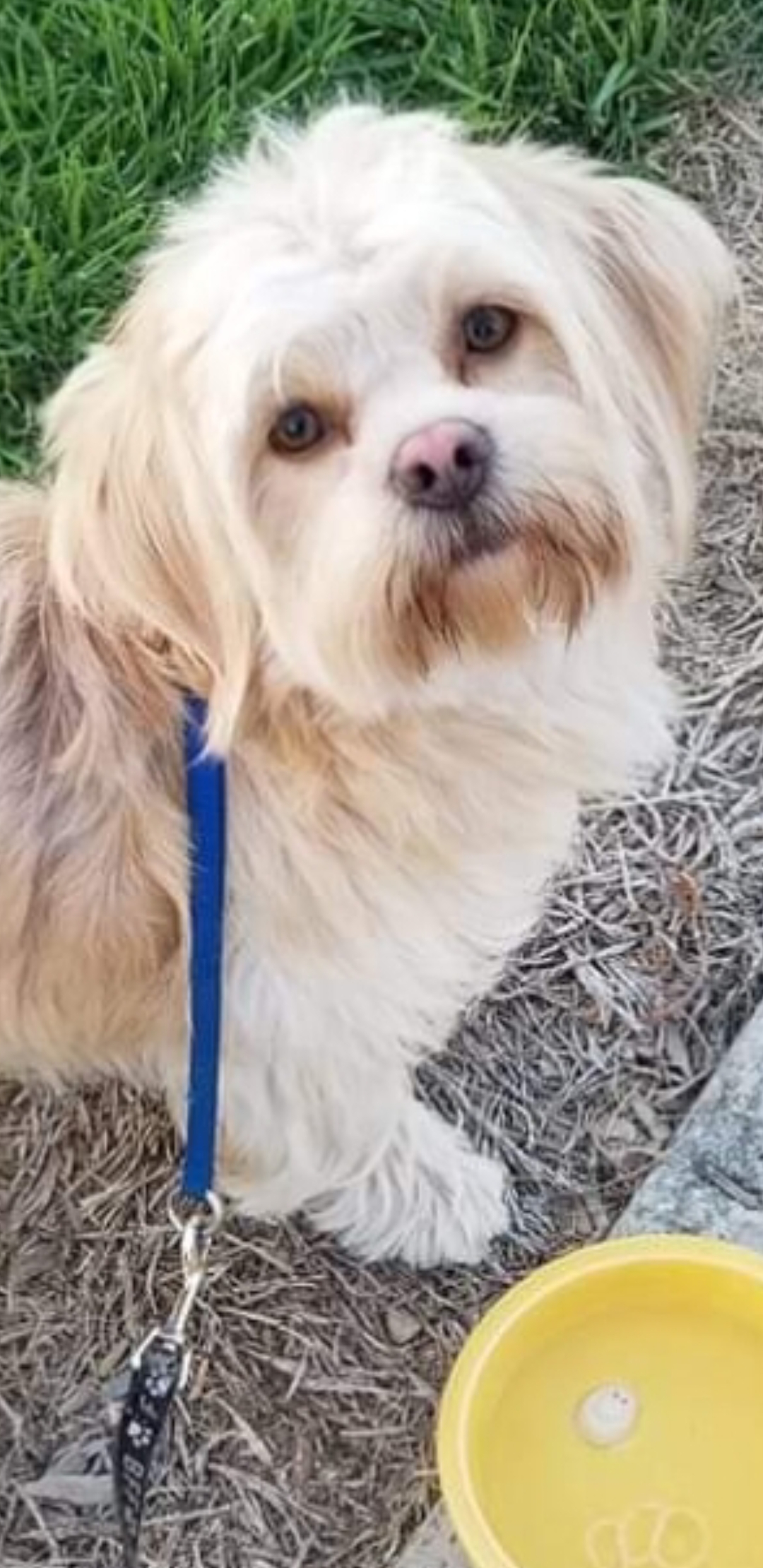 Lost Dog Shih Tzu in HEMET, CA Lost My Doggie