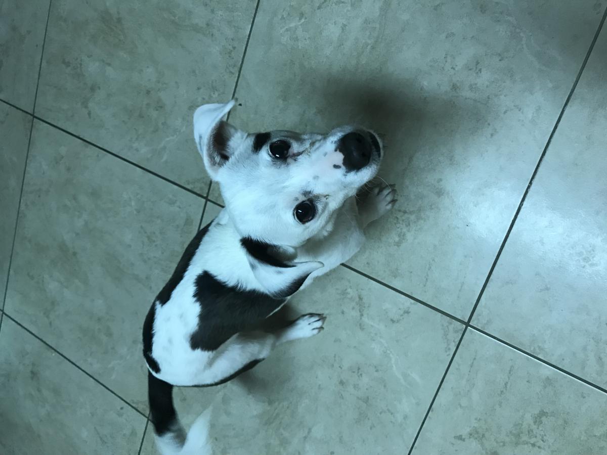 Lost Dog Jack Russell Terrier in SUMMERVILLE, SC Lost My Doggie