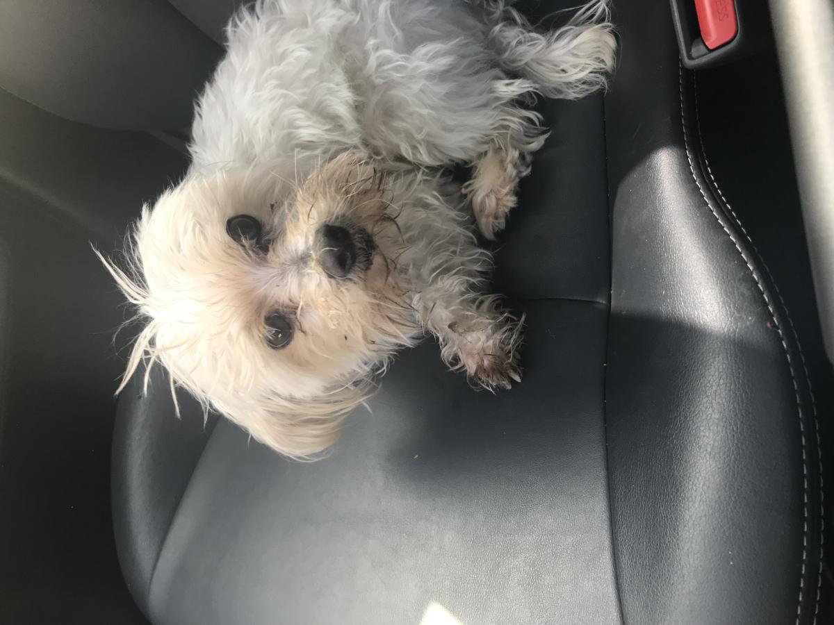 Found Dog Maltese in BAKERSFIELD, CA Lost My Doggie