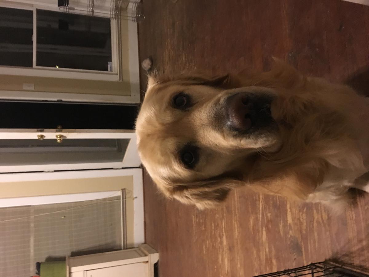 Image of Gold, Lost Dog
