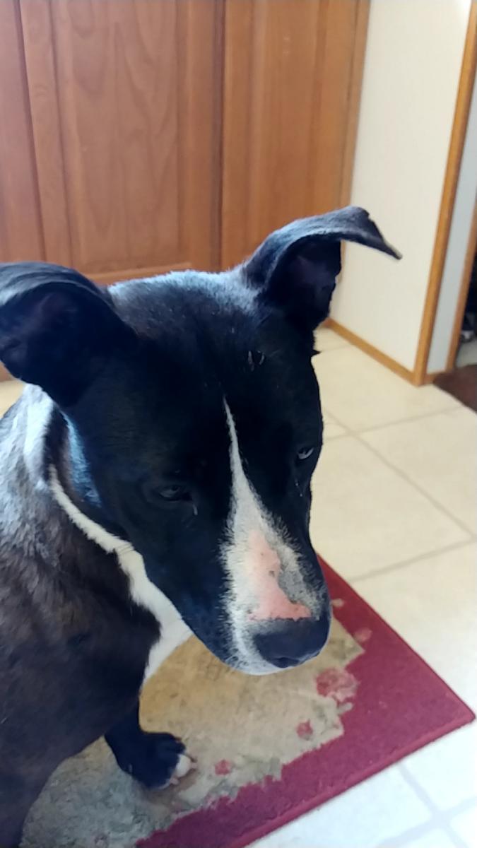 Found Dog Mixed Breed in DANDRIDGE, TN - Lost My Doggie