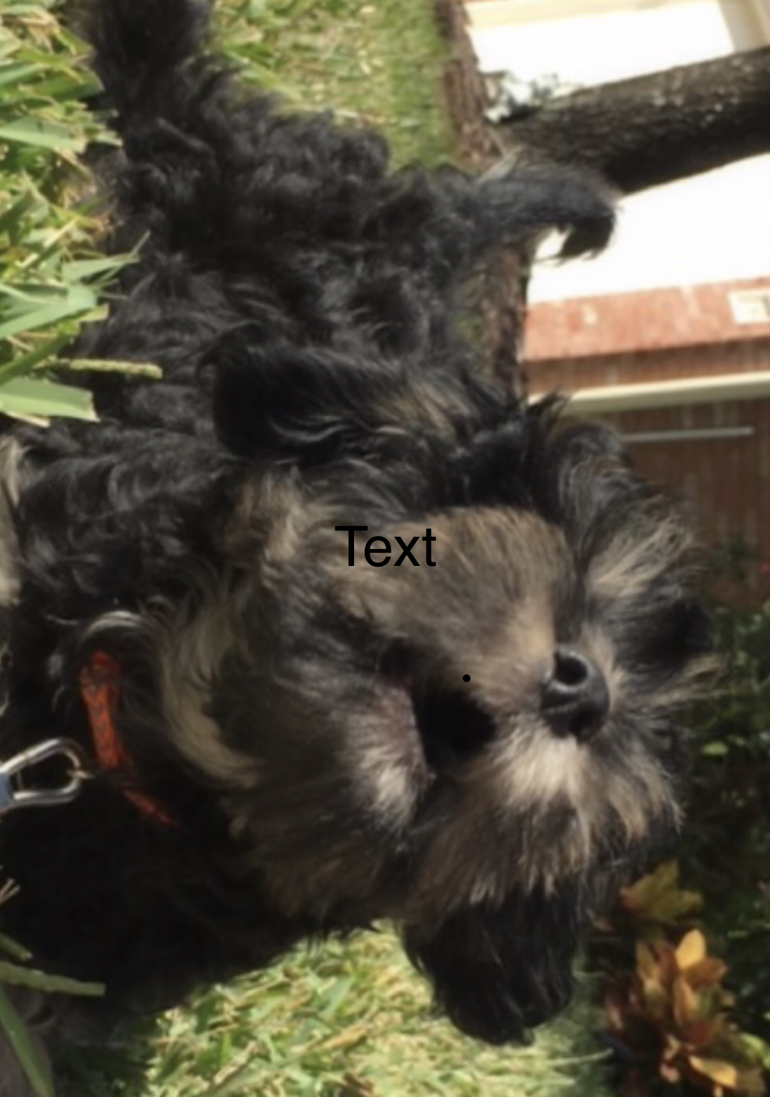 Lost Dog Shih Tzu In Houston Tx Lost My Doggie