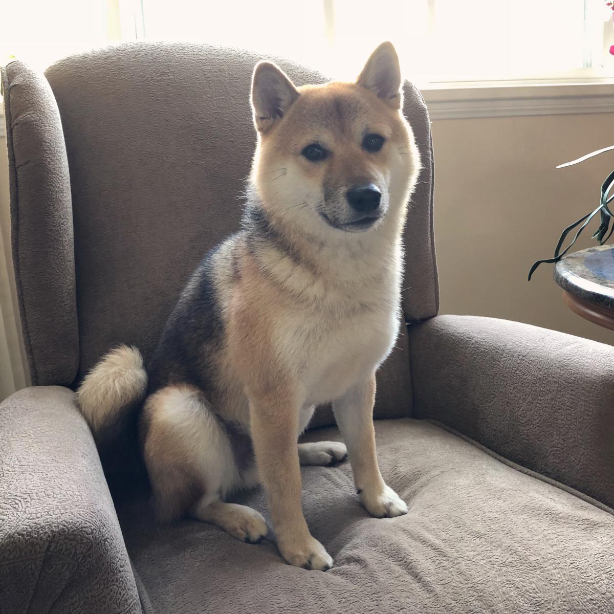 Lost Dog Shiba Inu In Newport Coast Ca Lost My Doggie