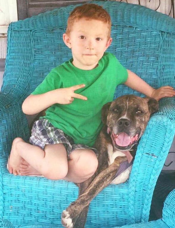 Lost Dog Boxer in CHARLESTON, WV Lost My Doggie