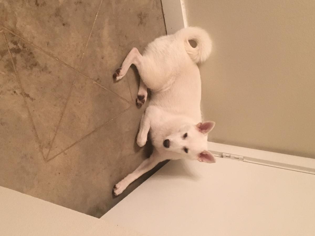 Lost Dog Shiba Inu In Irving Tx Lost My Doggie