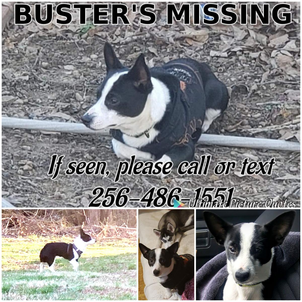 Image of Buster, Lost Dog