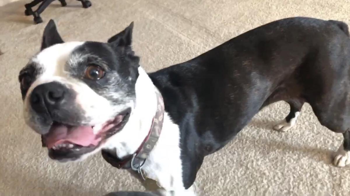 Lost Dog Boston Terrier in MODESTO, CA Lost My Doggie