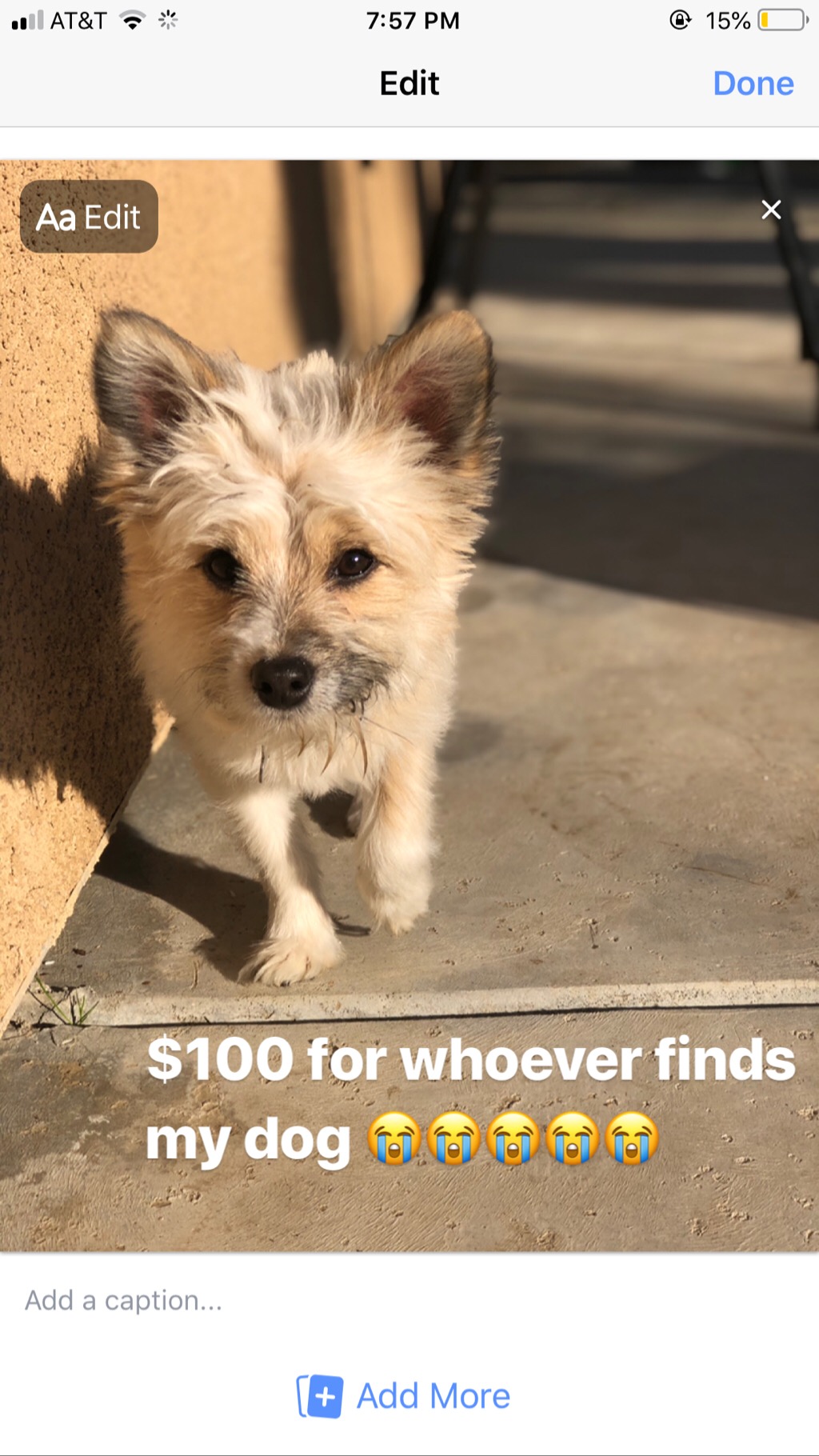 Lost Dog Yorkshire Terrier in BAKERSFIELD, CA Lost My Doggie