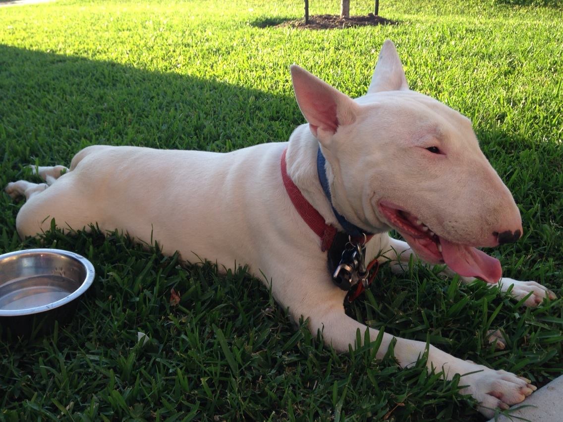 Lost Dog Bull Terrier in HOUSTON, TX 
