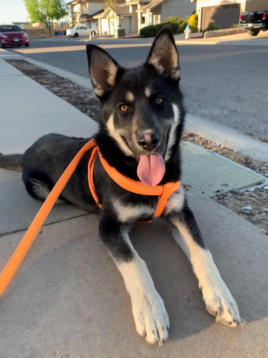 Lost Dog German Shepherd in EL PASO, TX Lost My Doggie