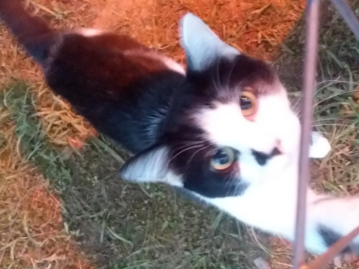 Image of Alvin, Lost Cat