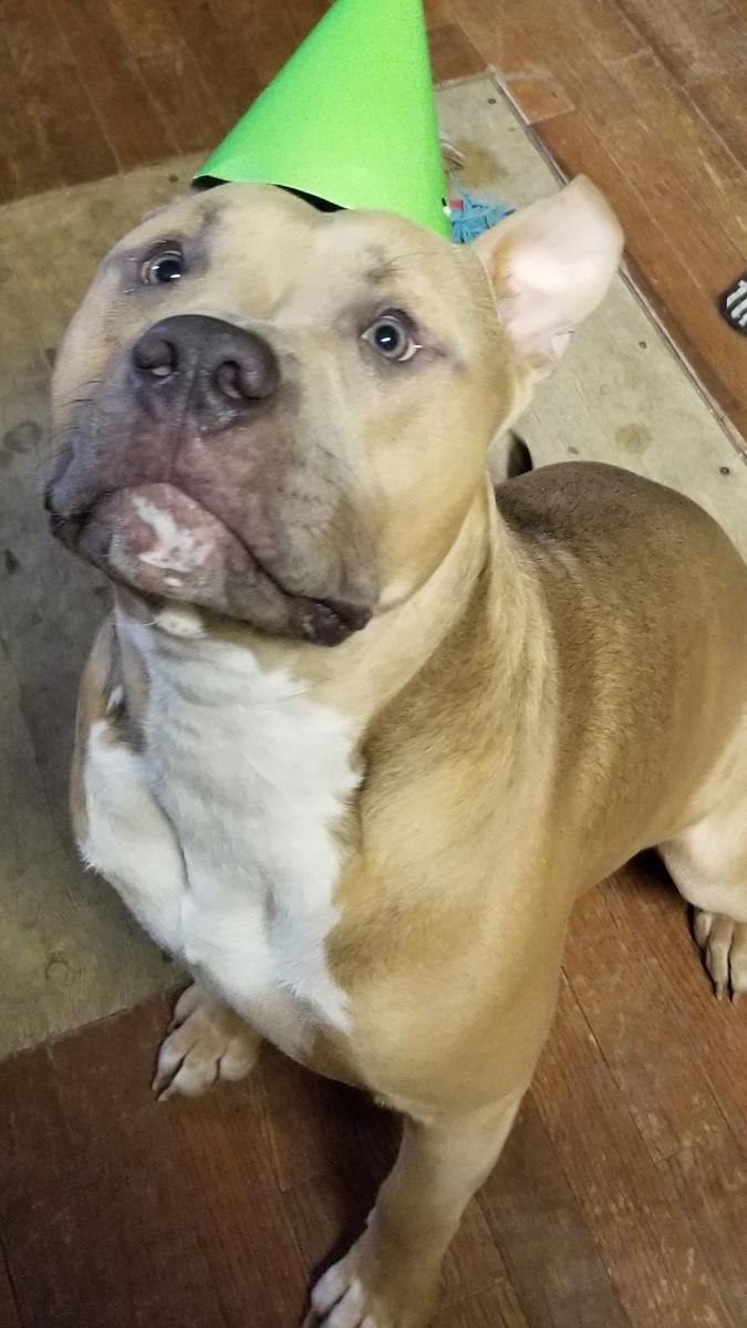 Lost Dog Pit Bull in WINFIELD, KS Lost My Doggie