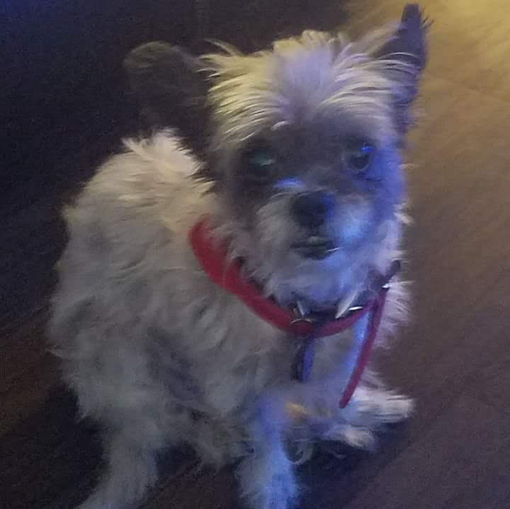 Image of Gizzy, Lost Dog