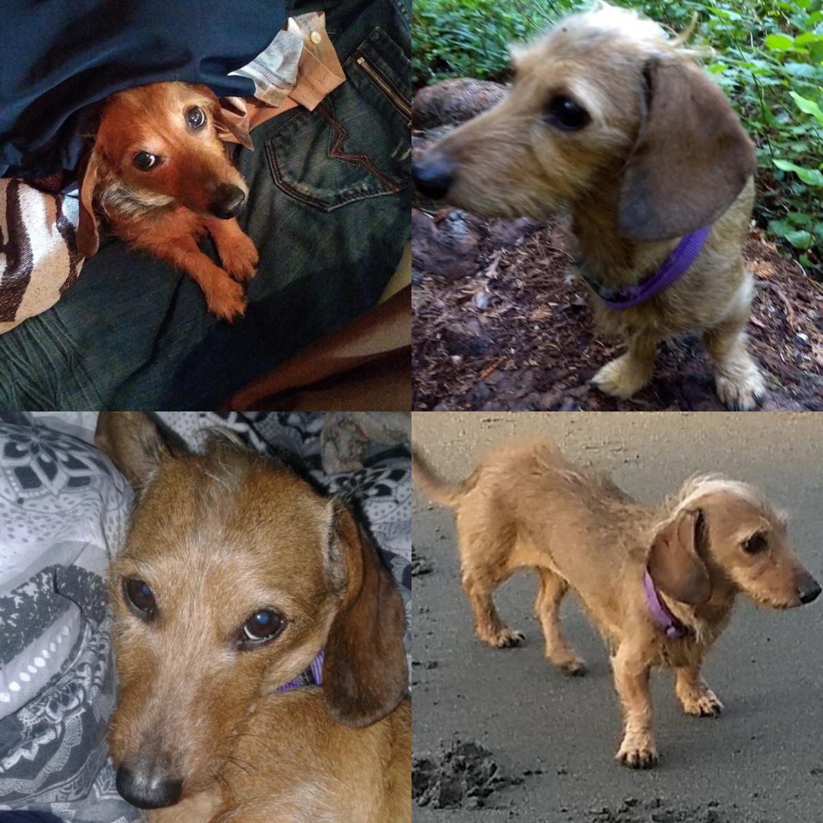 Lost Dog Dachshund in RENO, NV Lost My Doggie