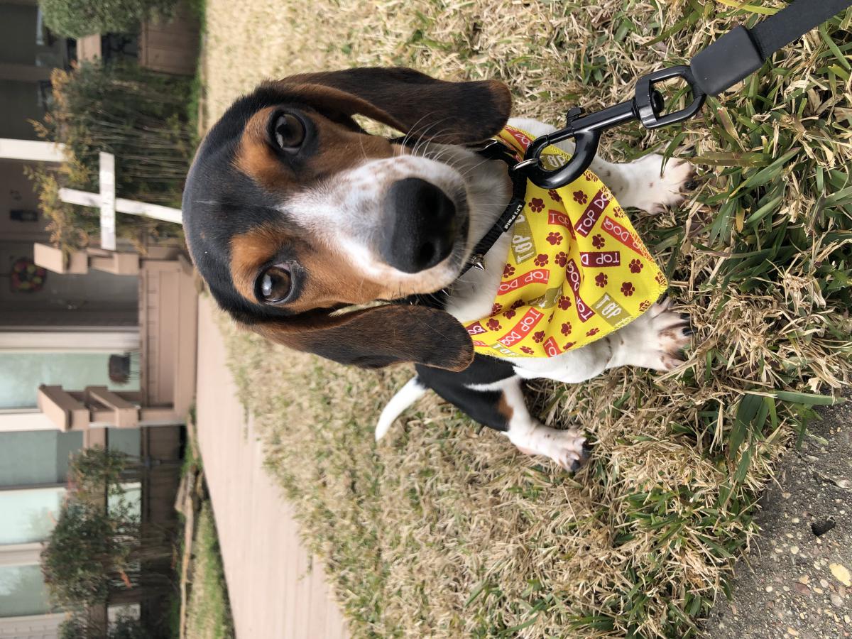 Lost Dog Dachshund in MONTGOMERY, TX Lost My Doggie