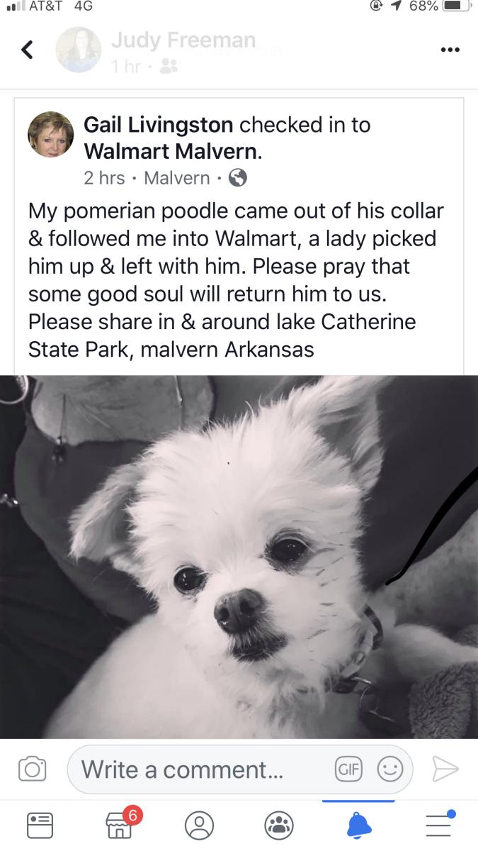 Image of Frostie, Lost Dog