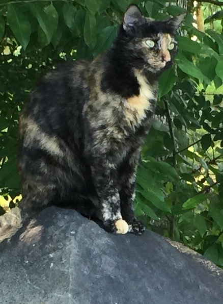 Image of Ashley, Lost Cat