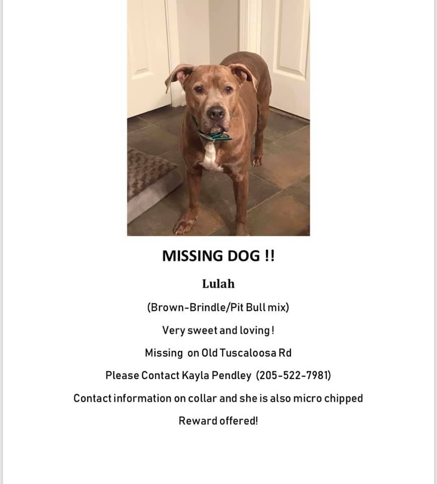 Image of Lulah, Lost Dog