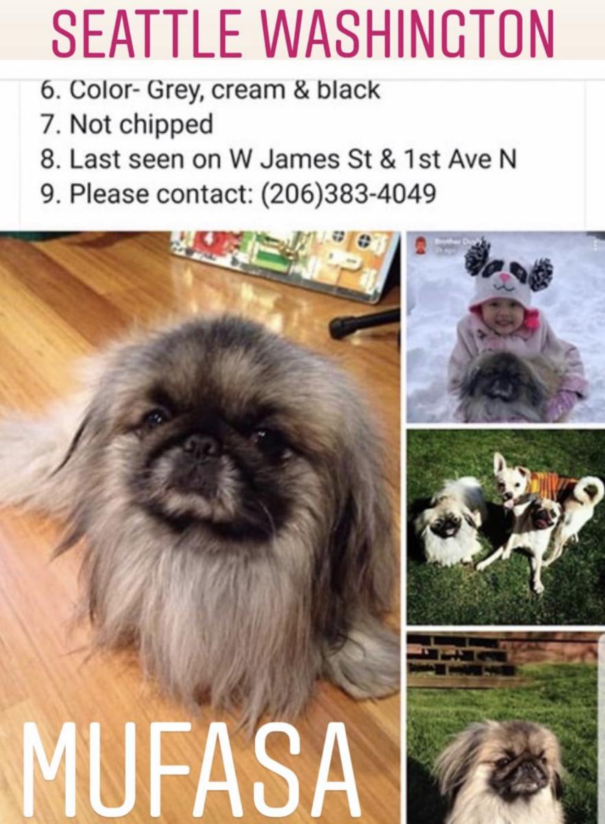 lost pekingese