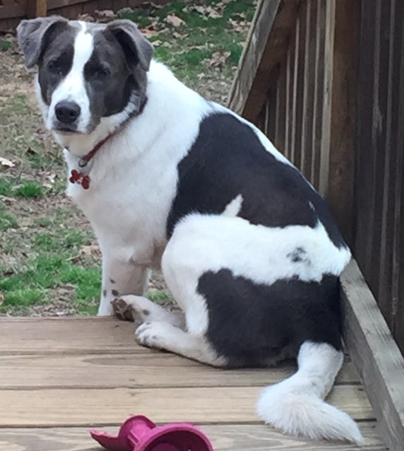 Image of Allee, Lost Dog