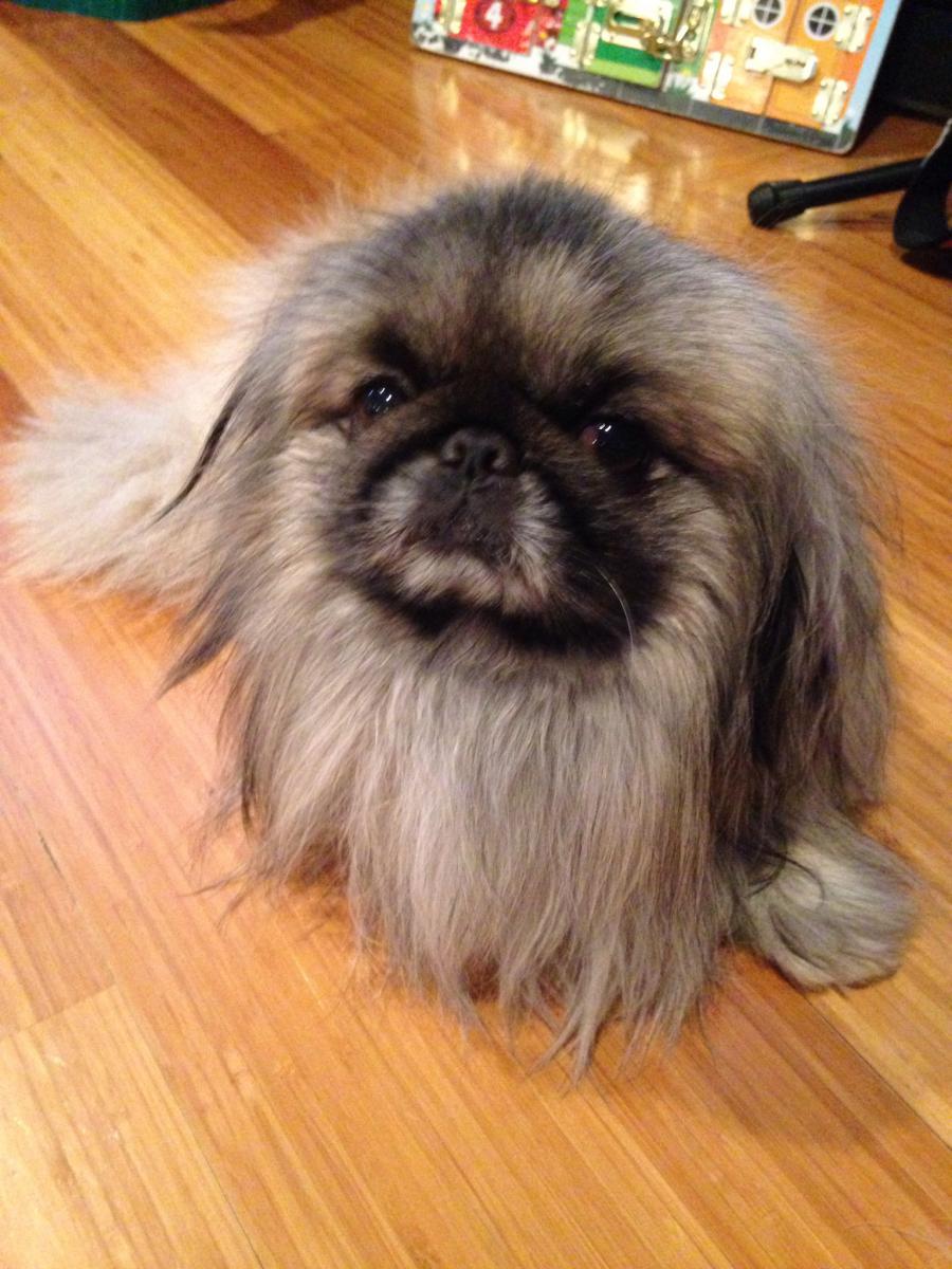 lost pekingese