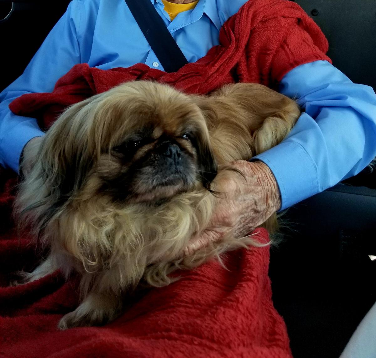 lost pekingese