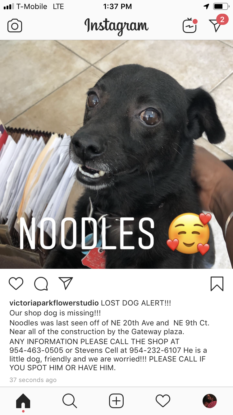 Found Dog Noodles