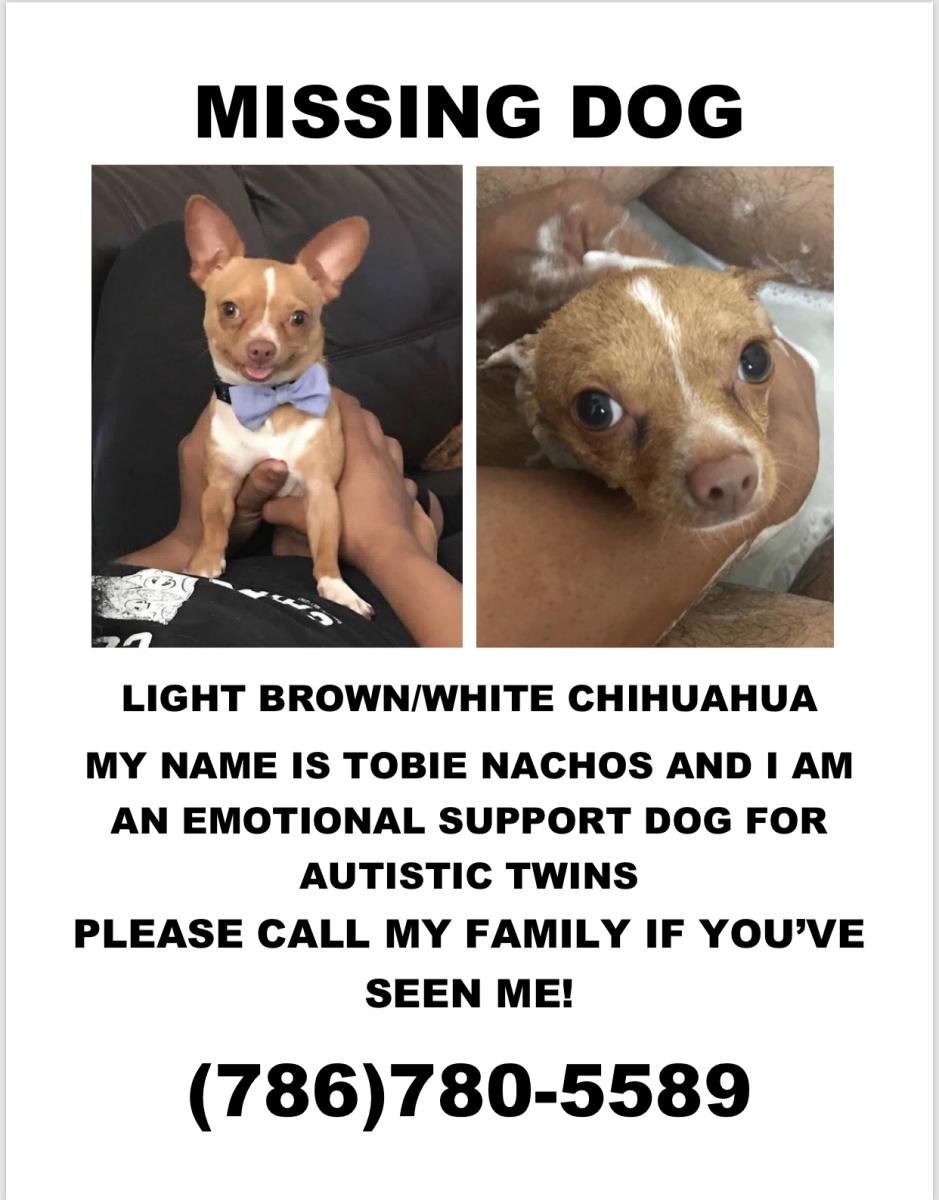 lost white chihuahua