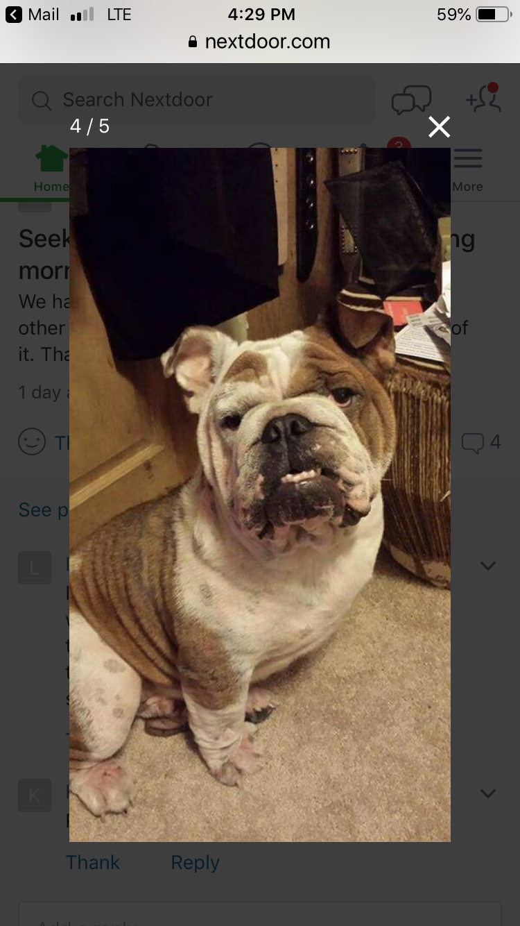 Lost Dog English Bulldog In Seattle Wa Lost My Doggie - 