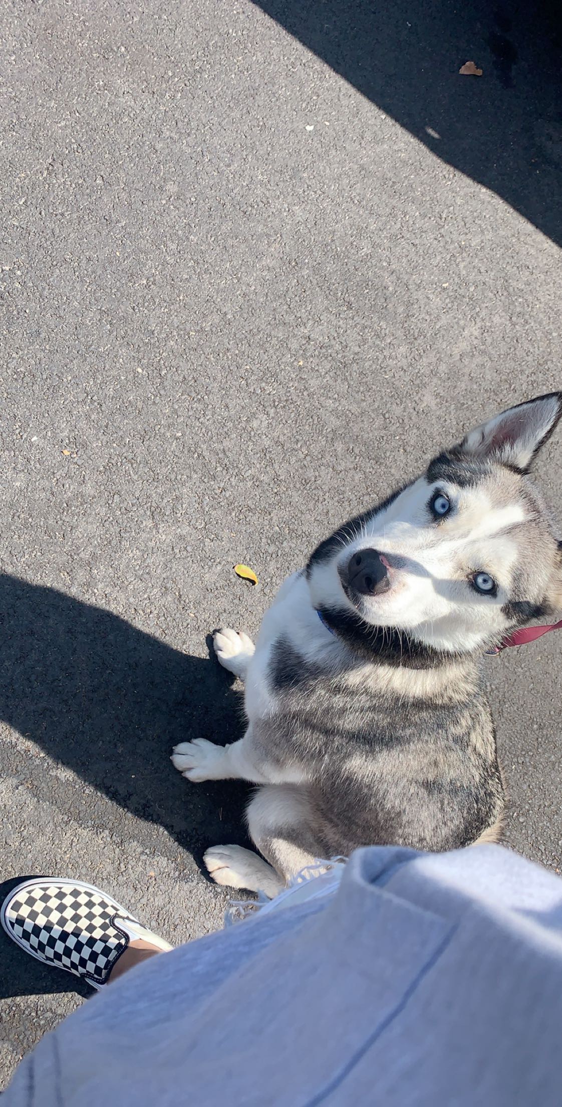 Lost Dog Siberian Husky in LOS ANGELES, CA Lost My Doggie