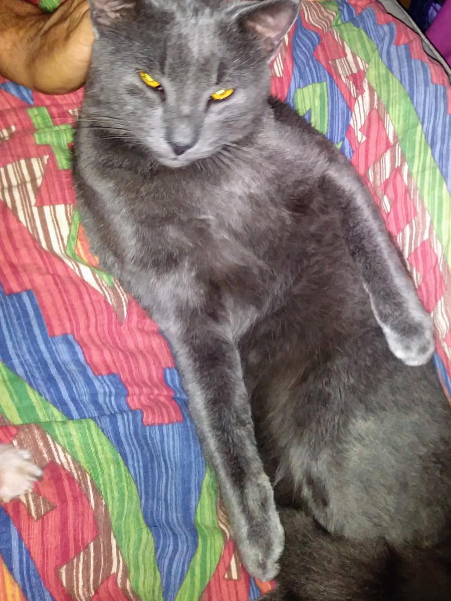 Image of Grey Buddy, Lost Cat