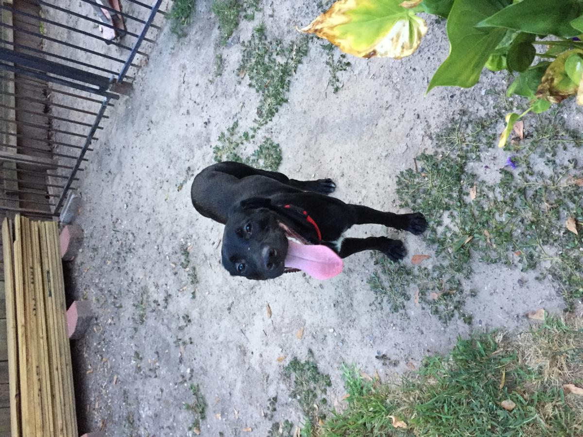Found Dog Labrador Retriever in HUMBLE, TX Lost My Doggie