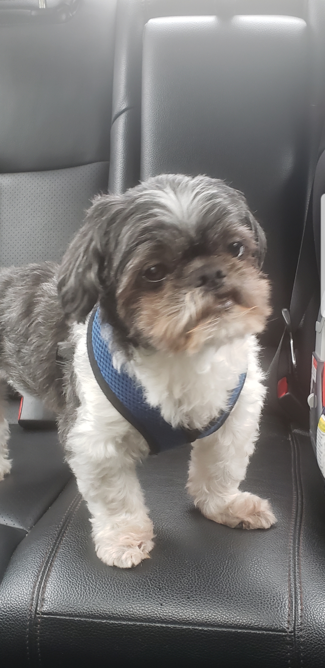 Lost Dog Shih Tzu in OWINGS MILLS, MD Lost My Doggie