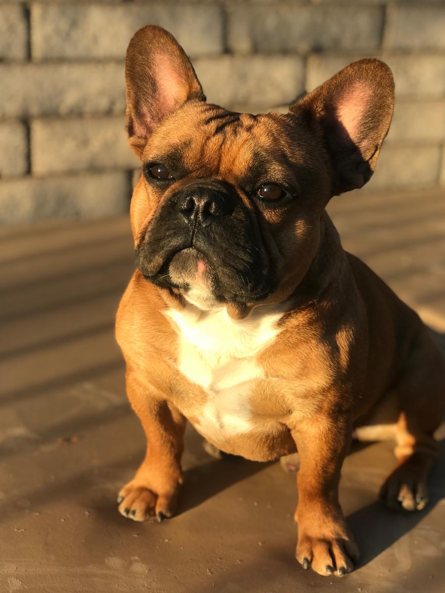 Lost Dog French Bulldog in PEORIA, AZ Lost My Doggie
