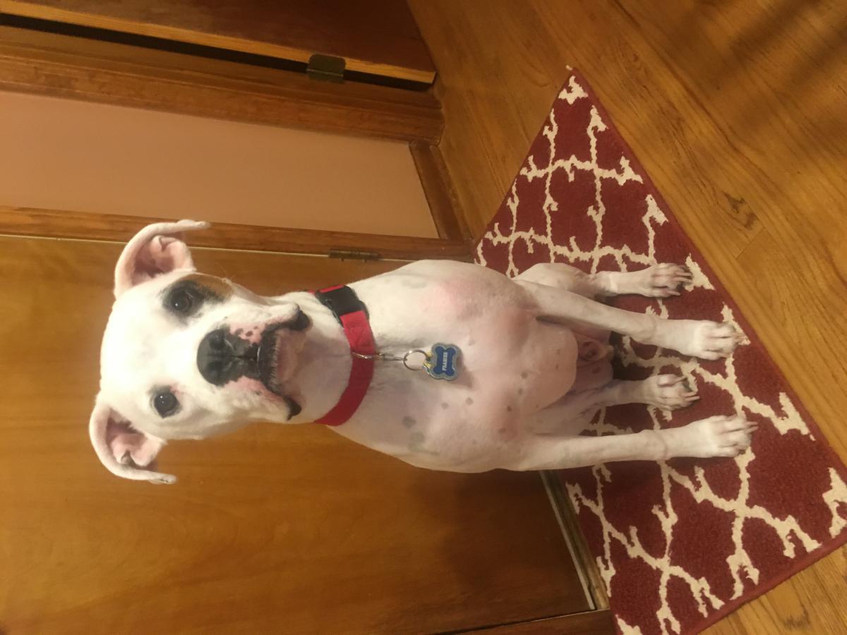 Lost Dog Boxer in KANSAS CITY, MO Lost My Doggie